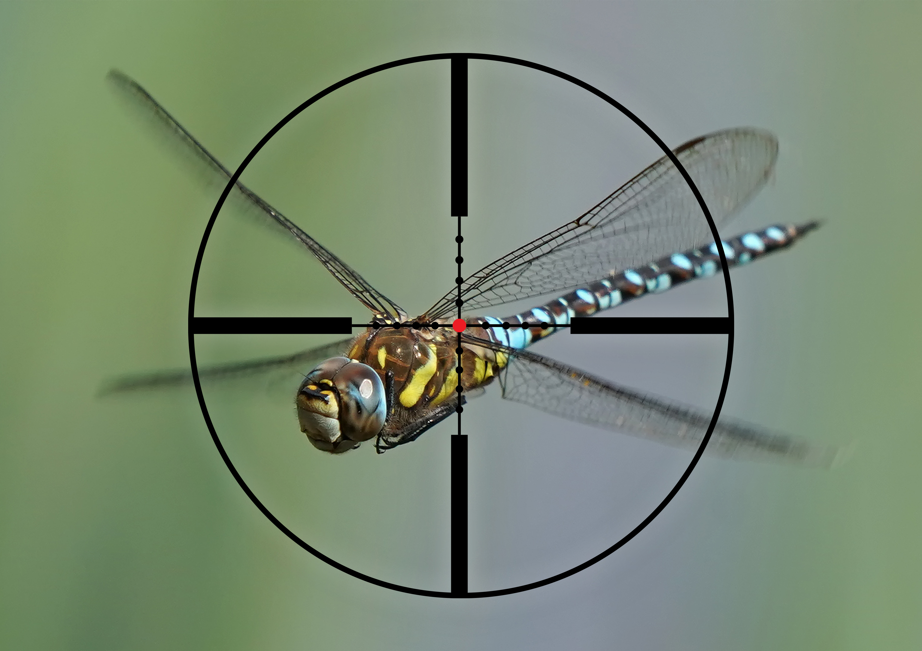 Tricky target, the dragonfly. But, was the Loof, 17/260, probably the ultimate varmint cartridge, up for the job?